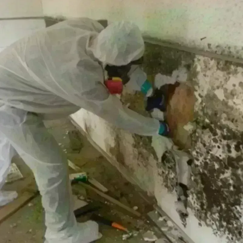 Mold Remediation and Removal in Linn County, KS